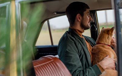Як підготувати собаку до поїздки в авто за тиждень: покроковий план